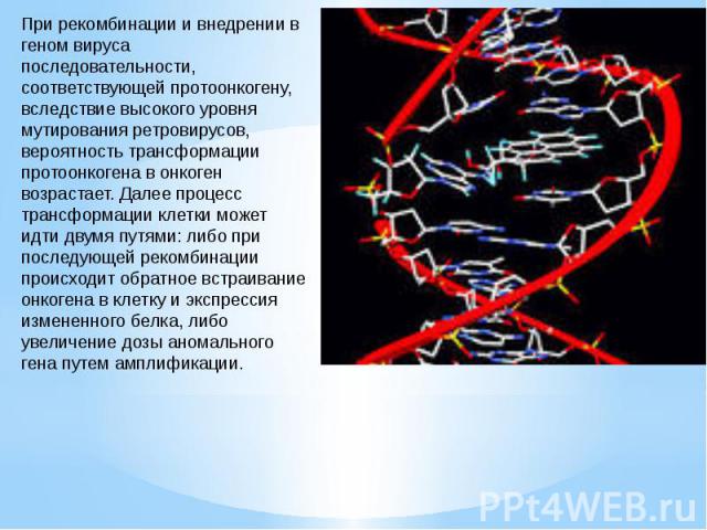 При рекомбинации и внедрении в геном вируса последовательности, соответствующей протоонкогену, вследствие высокого уровня мутирования ретровирусов, вероятность трансформации протоонкогена в онкоген возрастает. Далее процесс трансформации клетки може…