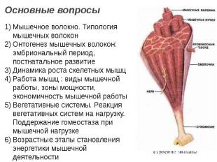 Мышечное волокно. Типология мышечных волокон Онтогенез мышечных волокон: эмбрион