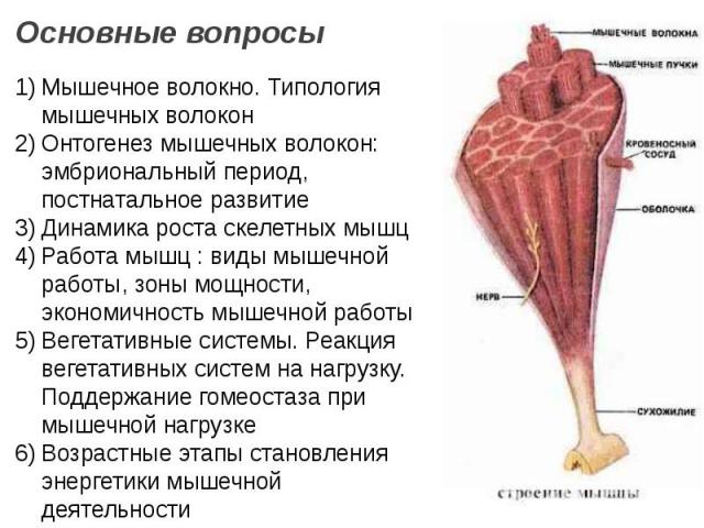 Мышечное волокно. Типология мышечных волокон Онтогенез мышечных волокон: эмбриональный период, постнатальное развитие Динамика роста скелетных мышц Работа мышц : виды мышечной работы, зоны мощности, экономичность мышечной работы Вегетативные системы…