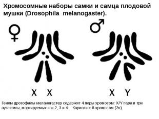 Хромосомные наборы самки и самца плодовой мушки (Drosophila melanogaster). Геном
