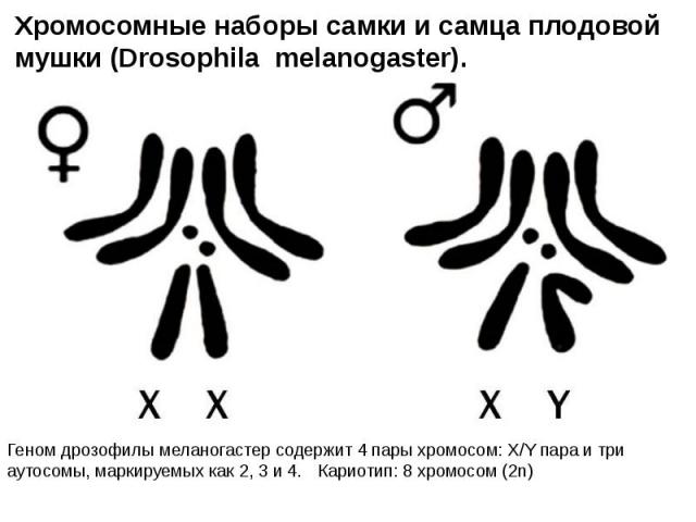 Хромосомные наборы самки и самца плодовой мушки (Drosophila melanogaster). Геном дрозофилы меланогастер содержит 4 пары хромосом: X/Y пара и три аутосомы, маркируемых как 2, 3 и 4.