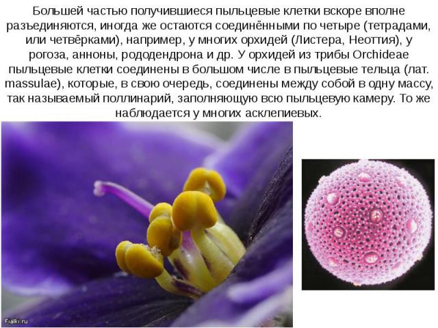 Большей частью получившиеся пыльцевые клетки вскоре вполне разъединяются, иногда же остаются соединёнными по четыре (тетрадами, или четвёрками), например, у многих орхидей (Листера, Неоттия), y рогоза, анноны, рододендрона и др. У орхидей из трибы O…