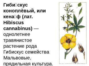 Гиби скус коноплёвый, или кена ф (лат. Hibiscus cannabinus) — однолетнее травяни