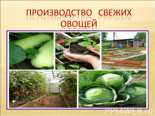 Производство свежих овощей