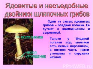Ядовитые и несъедобные двойники шляпочных грибов Один из самых ядовитых грибов –