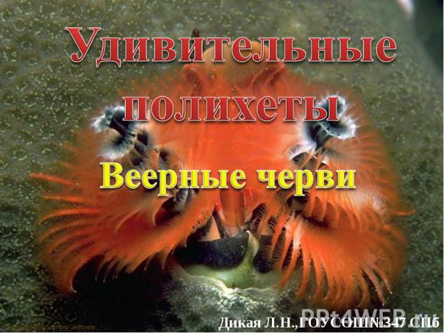 Удивительные полихеты Веерные черви Дикая Л.Н.,ГОУСОШ№347 СПб