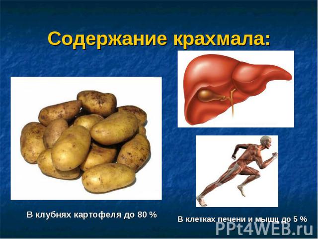 Содержание крахмала: В клубнях картофеля до 80 % В клетках печени и мышц до 5 %