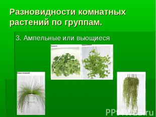 Разновидности комнатных растений по группам. 3. Ампельные или вьющиеся