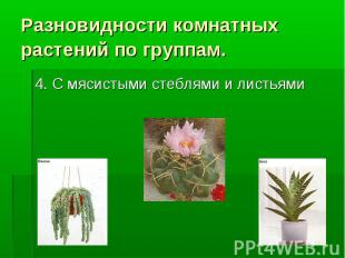 Разновидности комнатных растений по группам. 4. С мясистыми стеблями и листьями