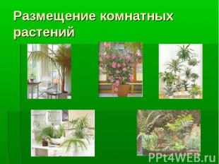 Размещение комнатных растений