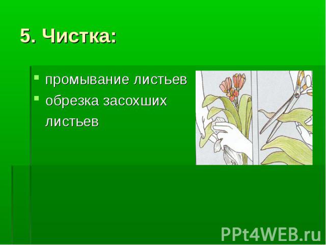 5. Чистка: промывание листьев обрезка засохших листьев