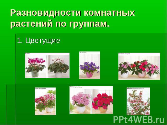 Разновидности комнатных растений по группам. 1. Цветущие