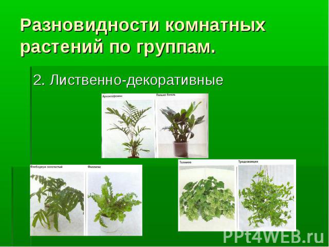 Разновидности комнатных растений по группам. 2. Лиственно-декоративные