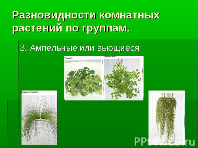 Разновидности комнатных растений по группам. 3. Ампельные или вьющиеся