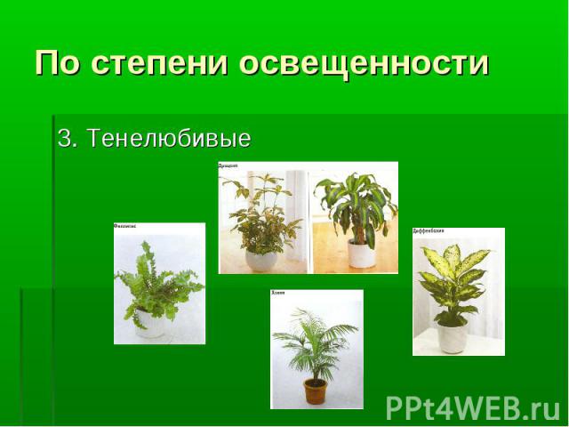 Презентация на тему комнатные растения 7 класс