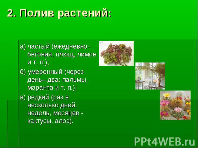 2. Полив растений: а) частый (ежедневно- бегония, плющ, лимон и т. п.); б) умеренный (через день– два: пальмы, маранта и т. п.); в) редкий (раз в несколько дней, недель, месяцев - кактусы, алоэ).