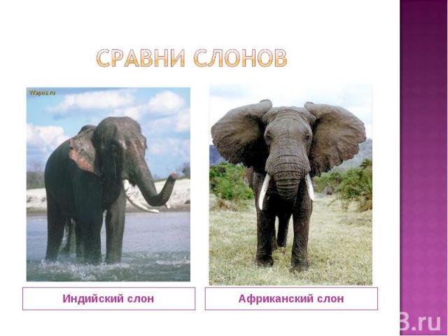 сравни слонов Индийский слон Африканский слон
