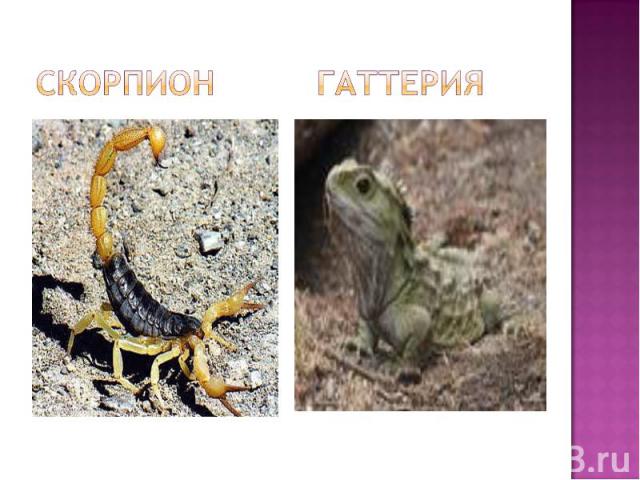 Скорпион гаттерия
