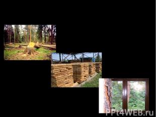 Свойства древесины и её применение