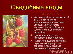 Съедобные ягоды Малина лесная Многолетний кустарник высотой до 2м с волосистыми