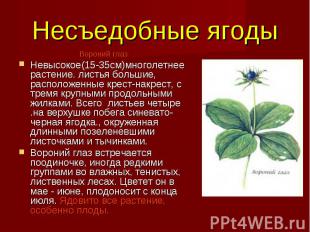 Несъедобные ягоды Вороний глаз  Невысокое(15-35см)многолетнее растение. листья б