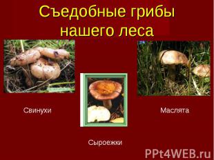 Съедобные грибы нашего леса Свинухи Маслята Сыроежки