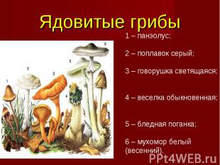 Ядовитые грибы 1 – панэолус; 2 – поплавок серый; 3 – говорушка светящаяся; 4 – в