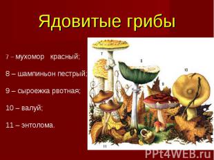 Ядовитые грибы 7 – мухомор красный; 8 – шампиньон пестрый; 9 – сыроежка рвотная;