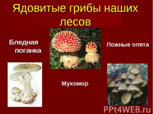 Ядовитые грибы наших лесов Бледная поганка Ложные опята Мухомор