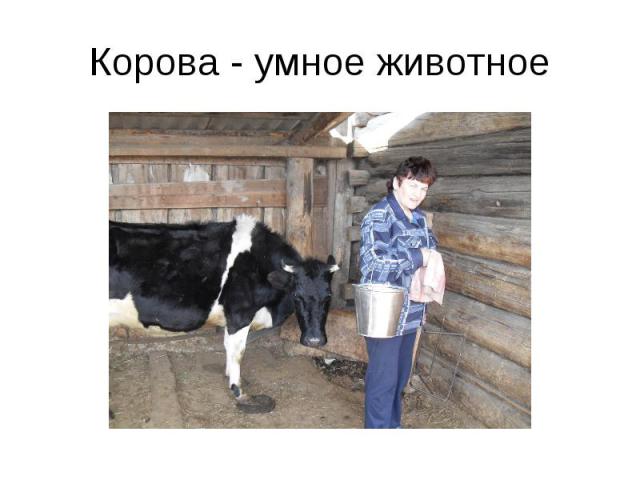 Корова - умное животное