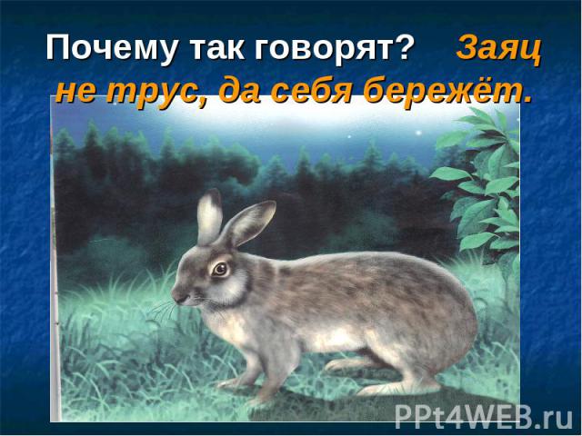 Как говорят зайчики. Как разговаривают зайцы. Заяц говорит. Как говорит заяц. Какразгавариваютзайцы.