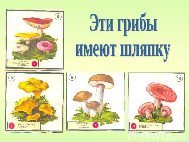 Эти грибы имеют шляпку