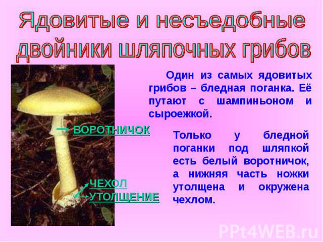 Ядовитые и несъедобные двойники шляпочных грибов Один из самых ядовитых грибов – бледная поганка. Её путают с шампиньоном и сыроежкой. Только у бледной поганки под шляпкой есть белый воротничок, а нижняя часть ножки утолщена и окружена чехлом.