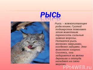 Рысь Рысь – млекопитающее рода кошек. Густой подшерсток помогает этим животным п