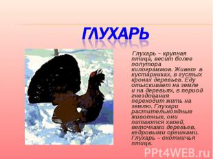 Глухарь Глухарь – крупная птица, весит более полутора килограммов. Живет в куста