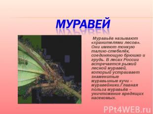 Муравей Муравьёв называют «хранителями лесов». Они имеют тонкую талию-стебелёк,