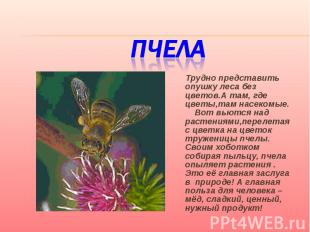 Пчела Трудно представить опушку леса без цветов.А там, где цветы,там насекомые.