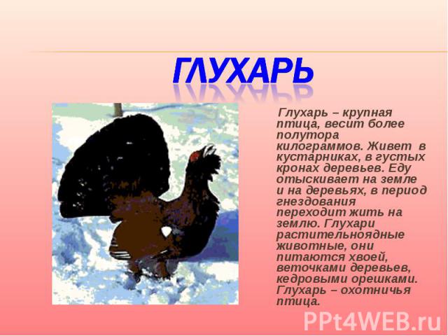 Глухарь Глухарь – крупная птица, весит более полутора килограммов. Живет в кустарниках, в густых кронах деревьев. Еду отыскивает на земле и на деревьях, в период гнездования переходит жить на землю. Глухари растительноядные животные, они питаются хв…