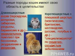 Разные породы кошек имеют свою область в целительстве Длинношерстные кошки (перс
