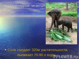 «Травоядные гиганты» Слон съедает 320кг растительности, выпивает 70-90 л воды