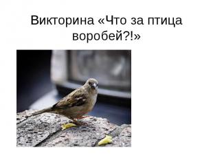 Викторина «Что за птица воробей?!»