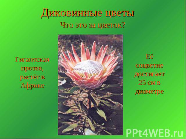Диковинные цветы Что это за цветок? Гигантская протея, растёт в Африке Её соцветие достигает 25 см в диаметре