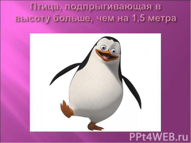 Птица, подпрыгивающая в высоту больше, чем на 1,5 метра