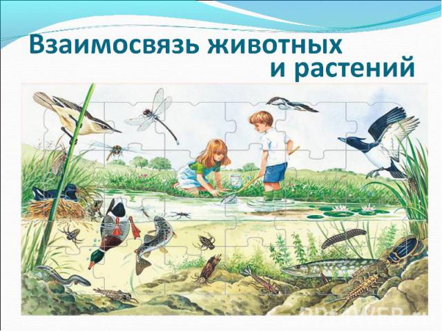 Жизнь в пресных водоемах 4 класс окружающий мир презентация школа россии
