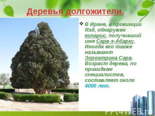 Деревья долгожители. В Иране, в провинции Язд, обнаружен кипарис, получивший имя