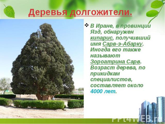 Деревья долгожители. В Иране, в провинции Язд, обнаружен кипарис, получивший имя Сарв-э-Абарку. Иногда его также называют Зороатрина Сарв. Возраст дерева, по прикидкам специалистов, составляет около 4000 лет.