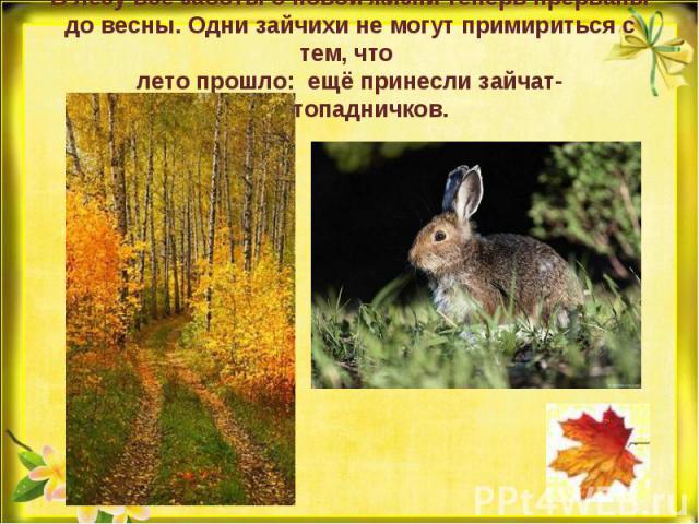 В лесу все заботы о новой жизни теперь прерваны до весны. Одни зайчихи не могут примириться с тем, что лето прошло: ещё принесли зайчат-листопадничков.