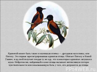 Ядовитой может быть также и маленькая птичка — дроздовая мухоловка, или Питоху.