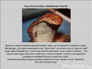 Королевская кобра (Ophiophagus hannah) Является самой длинной ядовитой змеей в м