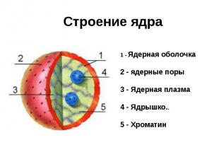 Строение ядра 1 - Ядерная оболочка 2 - ядерные поры 3 - Ядерная плазма 4 - Ядрыш